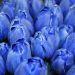 Accenture Opens Registration Blue Tulip Awards 2020
