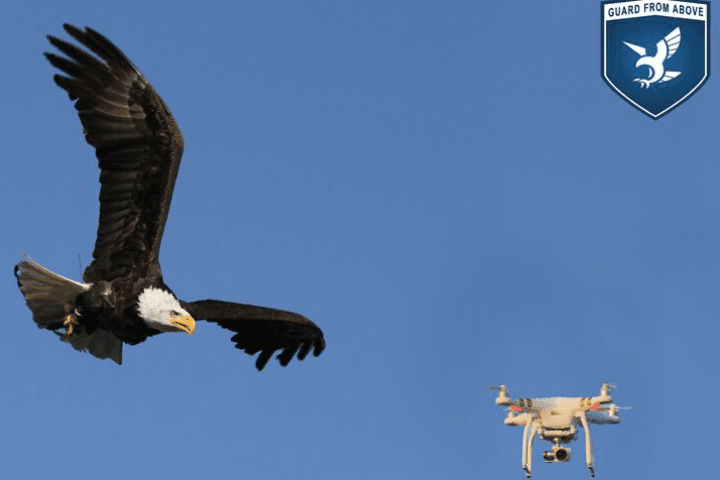 World Premiere: Dutch National Police Uses Birds of Prey to Intercept Hostile Drones