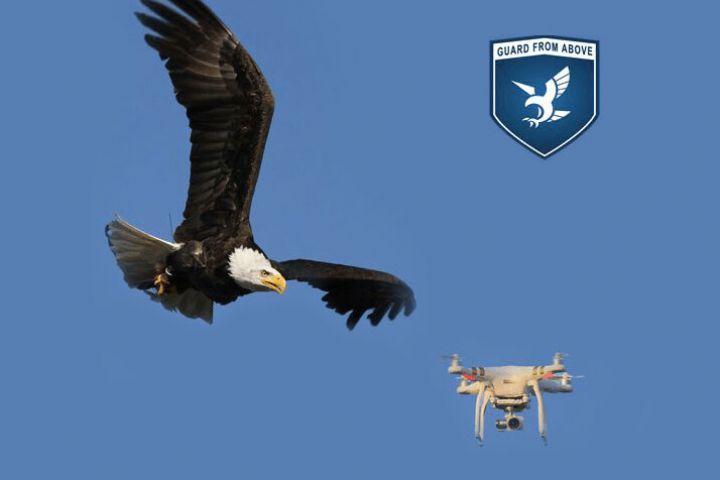 Dutch Police Force Operationalises Birds of Prey as Anti-Drone Method